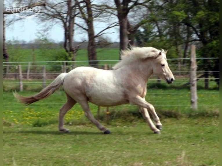 IJslander Merrie 9 Jaar Palomino in Neustadt am Rübenberge