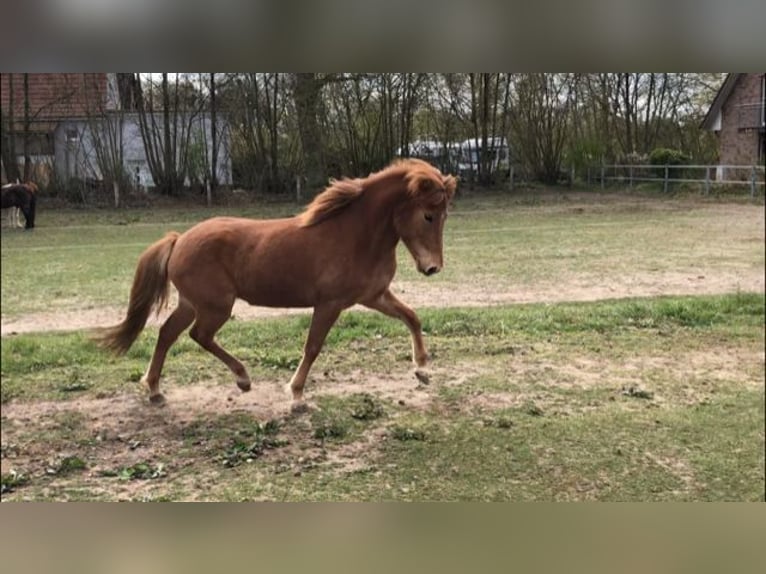 IJslander Merrie 9 Jaar Vos in Stapelfeld