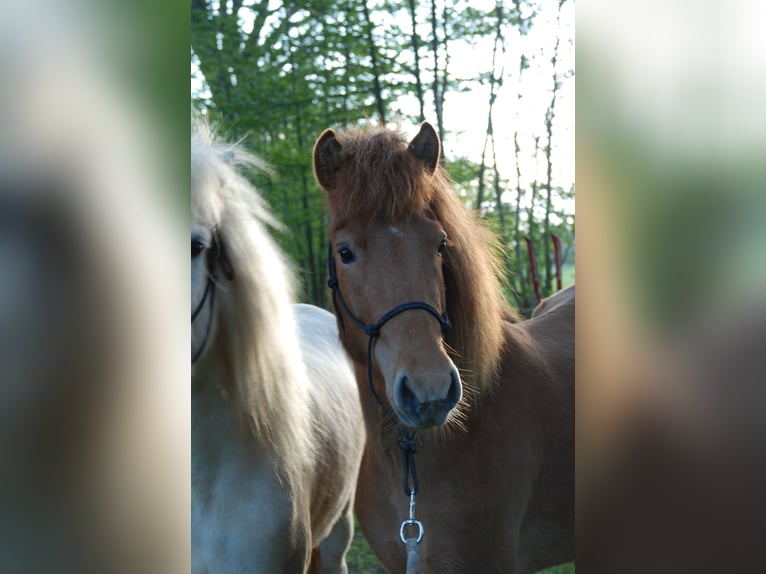 IJslander Merrie 9 Jaar Vos in Stapelfeld