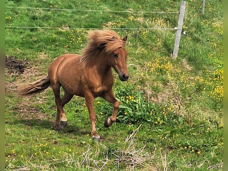 IJslander Merrie 9 Jaar Vos in Dalvík
