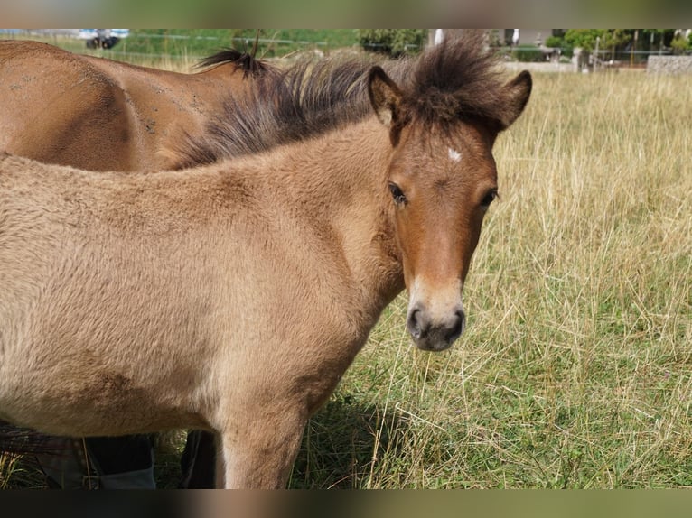 IJslander Merrie Veulen (04/2025) 135 cm Falbe in Denklingen