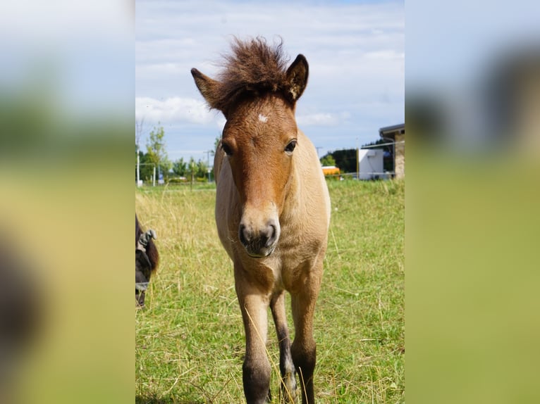 IJslander Merrie Veulen (04/2025) 135 cm Falbe in Denklingen