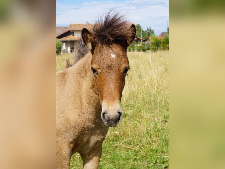 IJslander Merrie Veulen (04/2025) 135 cm Falbe in Denklingen