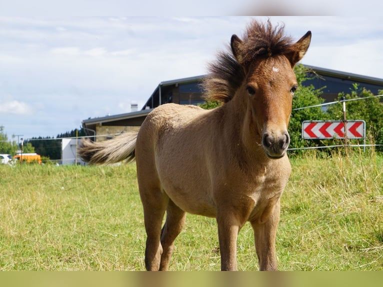 IJslander Merrie Veulen (04/2025) 135 cm Falbe in Denklingen