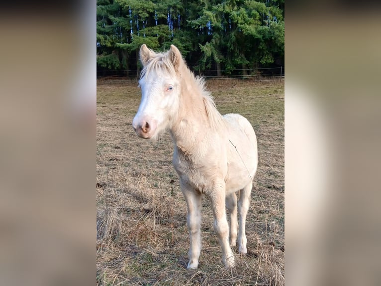 IJslander Merrie Veulen (04/2026) 138 cm Falbe in Saarland