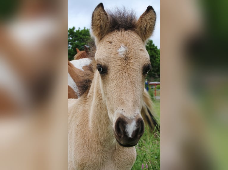 IJslander Merrie  139 cm Buckskin in Saarland