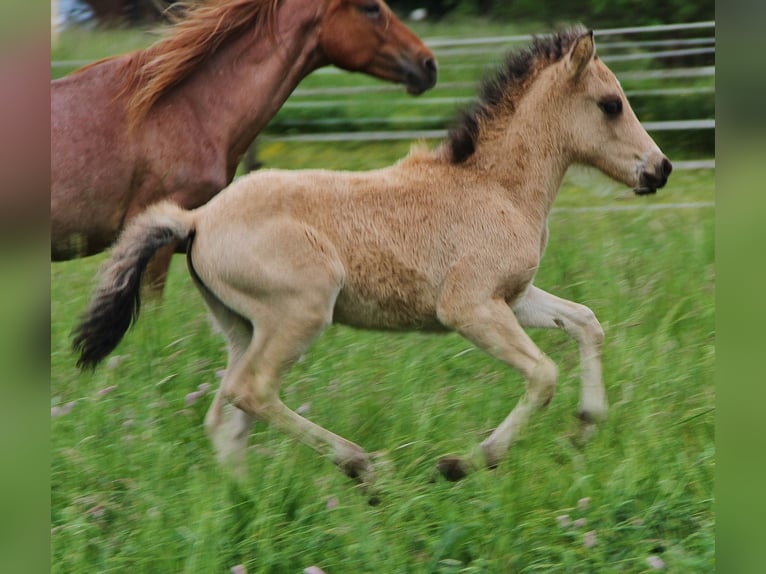 IJslander Merrie  139 cm Buckskin in Saarland