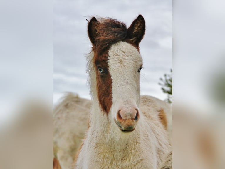 IJslander Merrie Veulen (05/2025) 140 cm Gevlekt-paard in Saarland