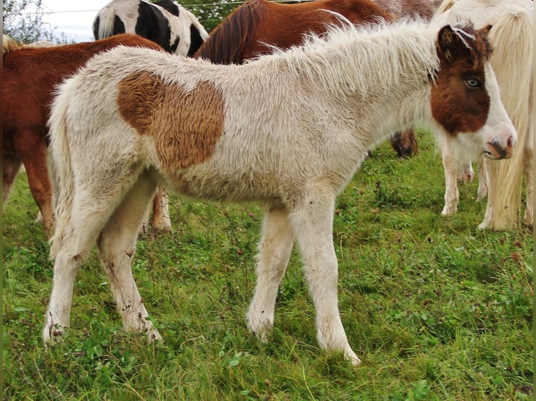 IJslander Merrie Veulen (05/2025) 140 cm Gevlekt-paard in Saarland