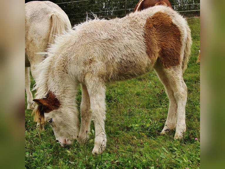 IJslander Merrie Veulen (05/2025) 140 cm Gevlekt-paard in Saarland
