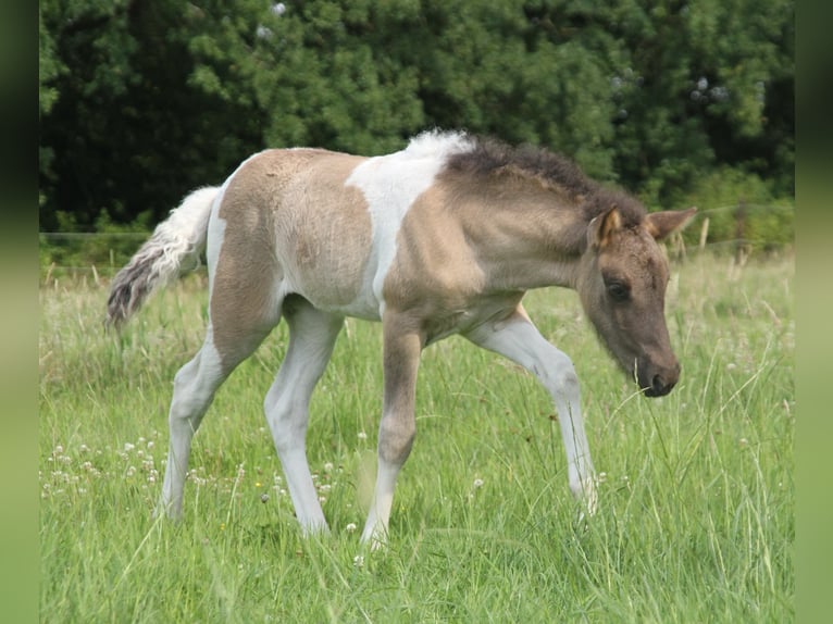 IJslander Merrie Veulen (06/2025) 140 cm Gevlekt-paard in S&#xFC;dlohn