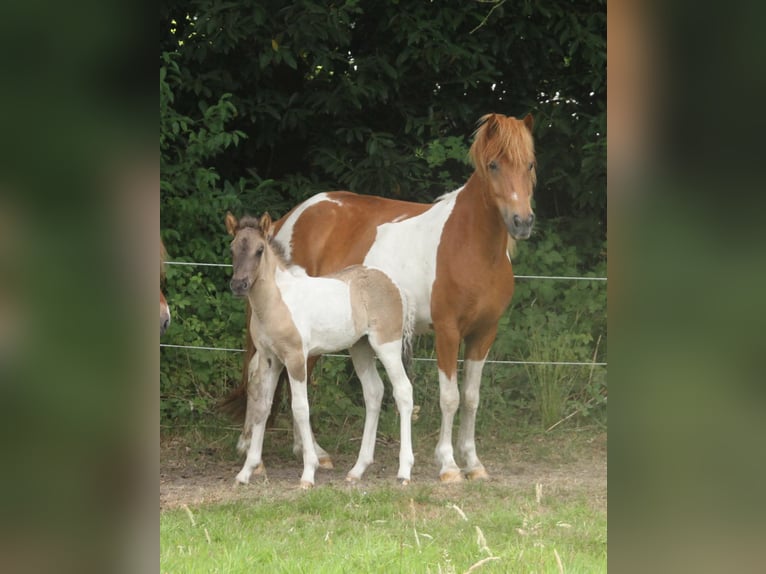 IJslander Merrie Veulen (06/2025) 140 cm Gevlekt-paard in S&#xFC;dlohn