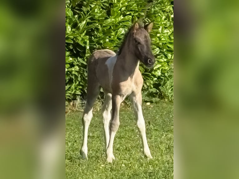 IJslander Merrie Veulen (06/2025) 140 cm Gevlekt-paard in S&#xFC;dlohn