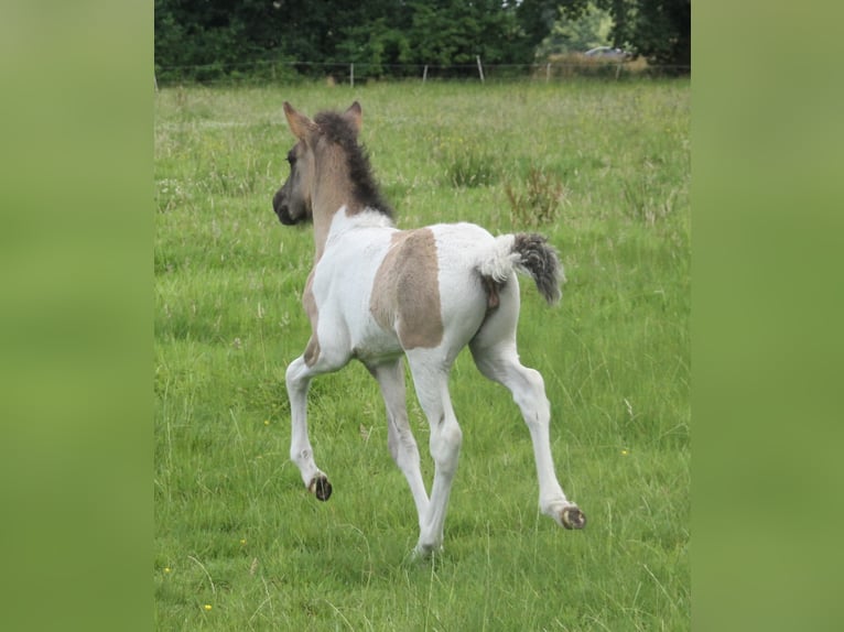 IJslander Merrie Veulen (06/2025) 140 cm Gevlekt-paard in S&#xFC;dlohn
