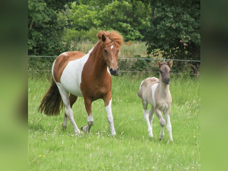 IJslander Merrie Veulen (06/2025) 140 cm Gevlekt-paard in S&#xFC;dlohn