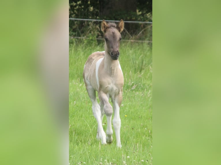 IJslander Merrie Veulen (06/2025) 140 cm Gevlekt-paard in S&#xFC;dlohn