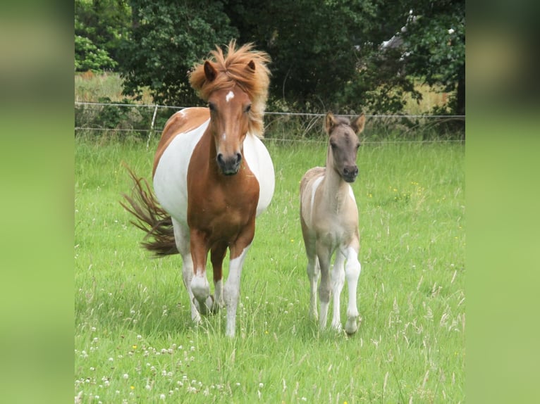 IJslander Merrie Veulen (06/2025) 140 cm Gevlekt-paard in S&#xFC;dlohn