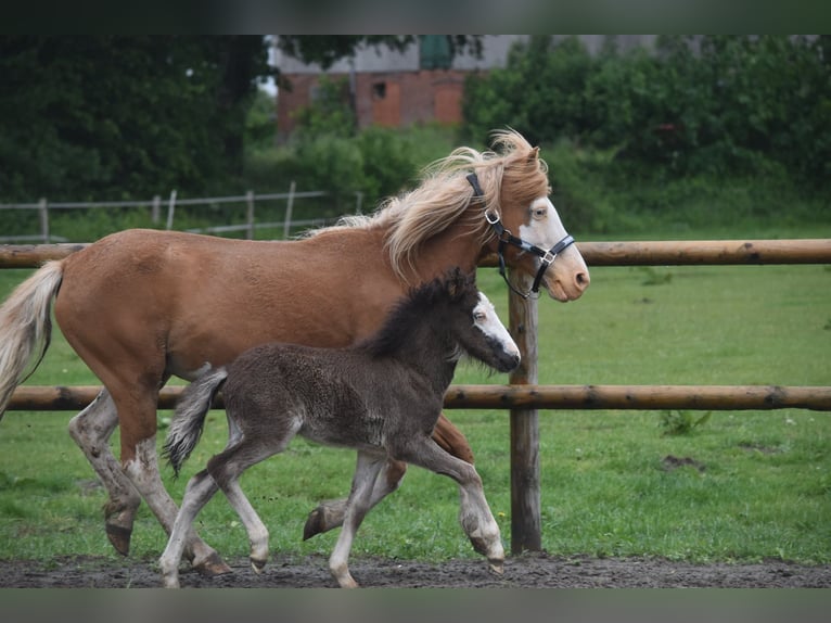 IJslander Merrie Veulen (01/2025) 140 cm Zwart in Gallin