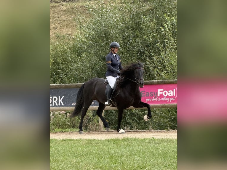 IJslander Merrie Veulen (01/2026) 144 cm Rabicano in Schmelz