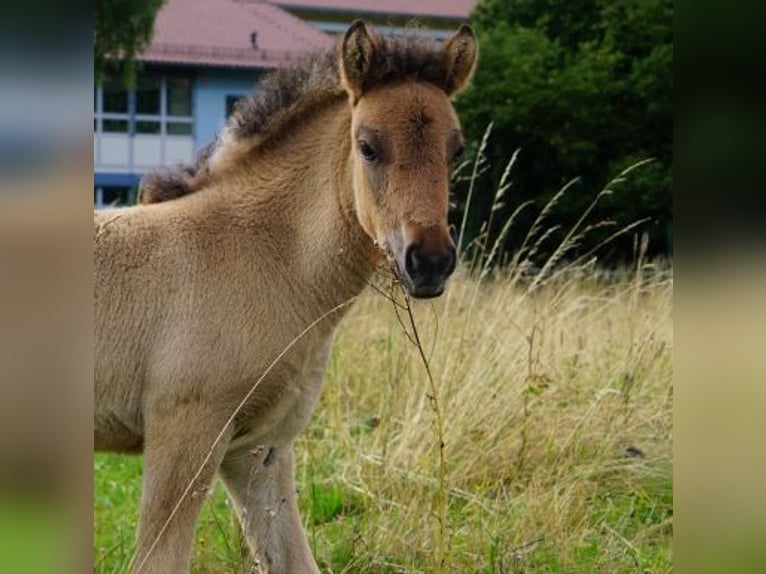 IJslander Merrie Veulen (06/2025) 145 cm Falbe in Denklingen