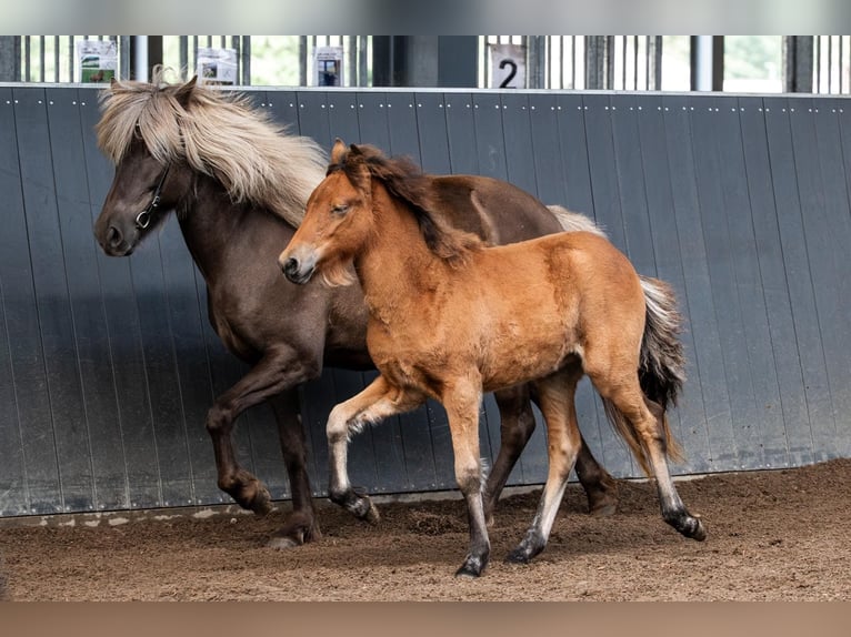 IJslander Merrie Veulen (05/2026) Bruin in Horst