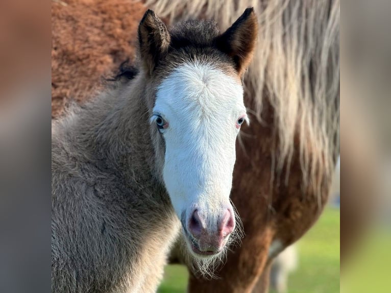 IJslander Merrie Veulen (04/2026) Gevlekt-paard in Neustadt am Rübenberge