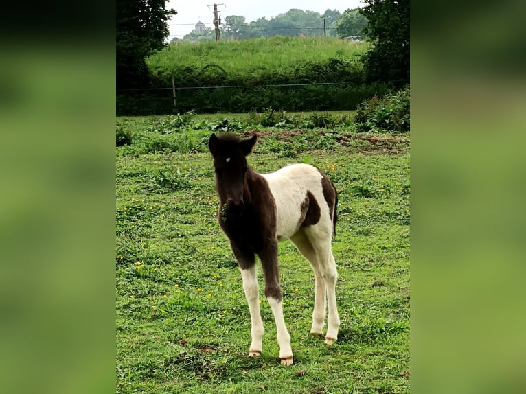 IJslander Merrie Veulen (04/2026) Tobiano-alle-kleuren in BEAUCE