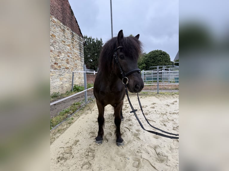 IJslander Ruin 10 Jaar 132 cm Zwart in Lippstadt