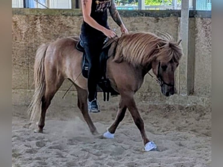 IJslander Ruin 10 Jaar 137 cm Falbe in Lindlar