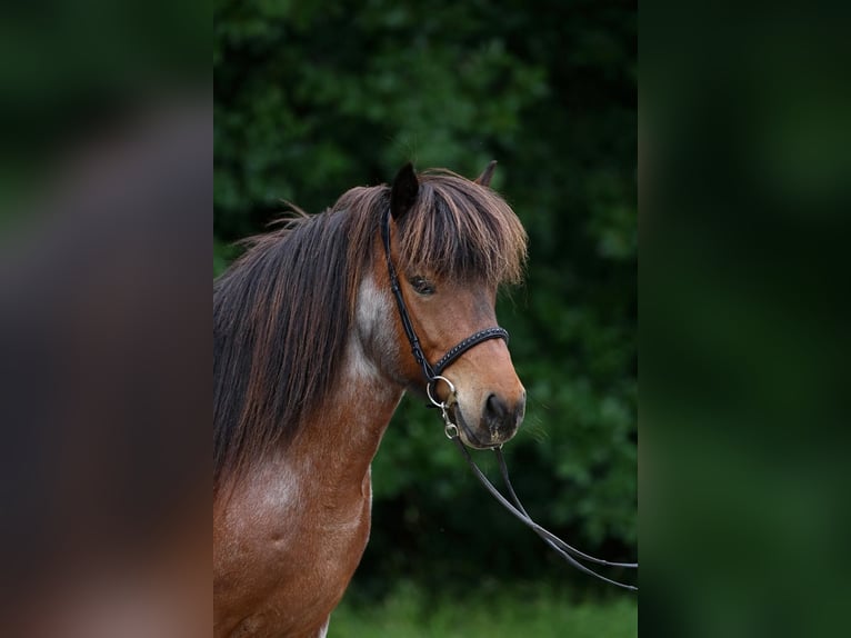 IJslander Ruin 10 Jaar 137 cm  in Dörth