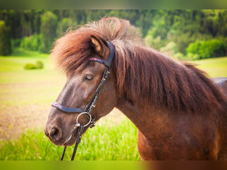 IJslander Ruin 10 Jaar 137 cm Zwartbruin in Crailsheim