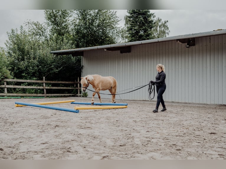 IJslander Ruin 10 Jaar 138 cm Falbe in Rosenberg