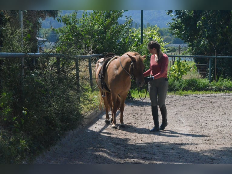 IJslander Ruin 10 Jaar 138 cm Falbe in Waldkirch