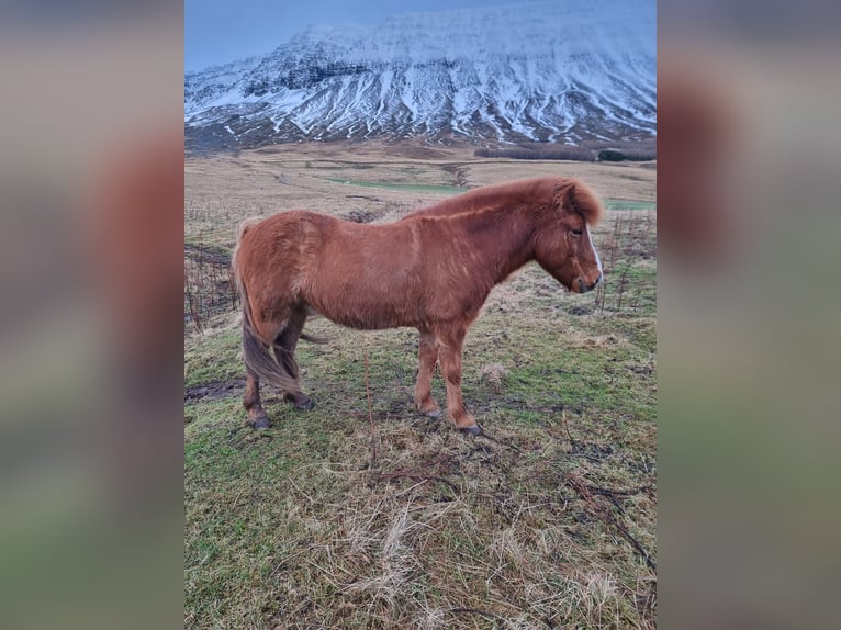 IJslander Ruin 10 Jaar 138 cm Vos in Akureyri