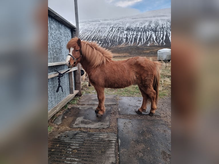 IJslander Ruin 10 Jaar 138 cm Vos in Akureyri