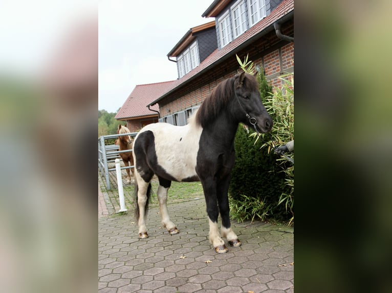 IJslander Ruin 10 Jaar 140 cm Gevlekt-paard in Soltau