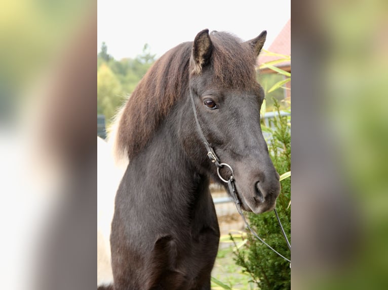 IJslander Ruin 10 Jaar 140 cm Gevlekt-paard in Soltau