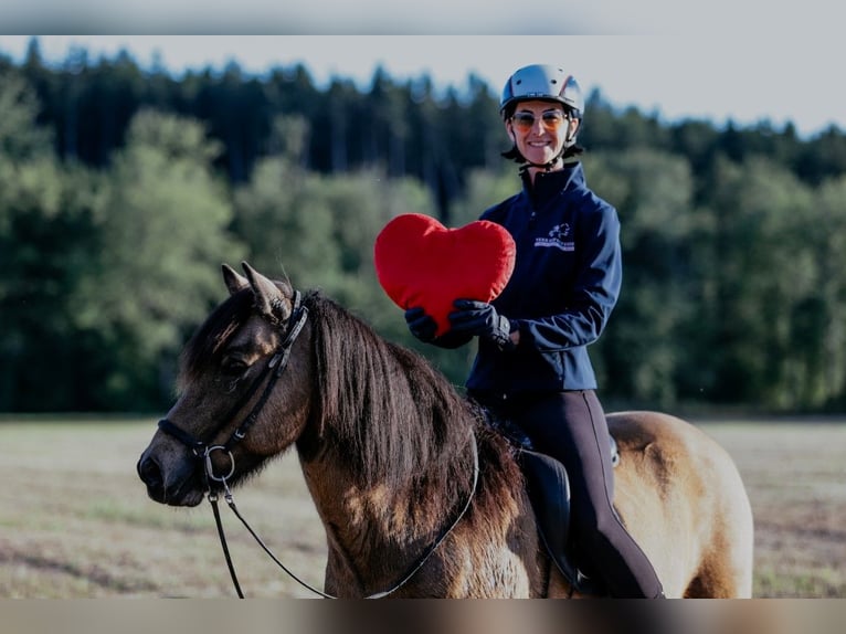 IJslander Ruin 10 Jaar 142 cm Buckskin in Taufkirchen/Trattnach