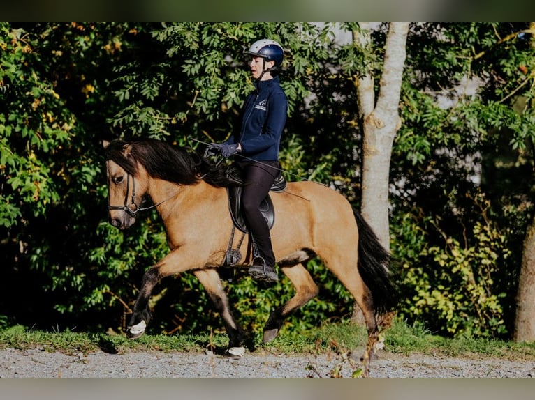 IJslander Ruin 10 Jaar 142 cm Buckskin in Taufkirchen/Trattnach