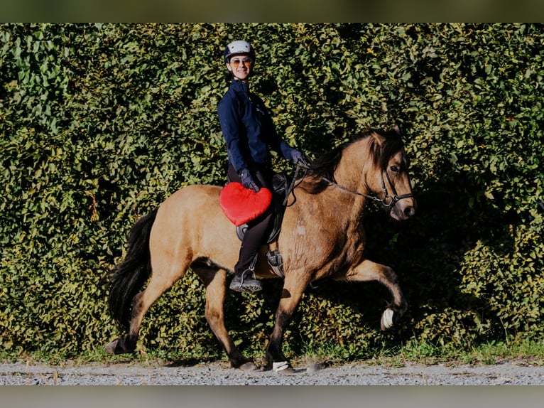 IJslander Ruin 10 Jaar 142 cm Buckskin in Taufkirchen/Trattnach