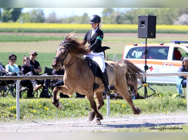 IJslander Ruin 10 Jaar 144 cm Falbe in Fichtenau