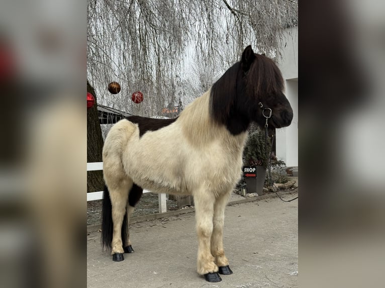 IJslander Ruin 10 Jaar 145 cm Gevlekt-paard in Lochen am See