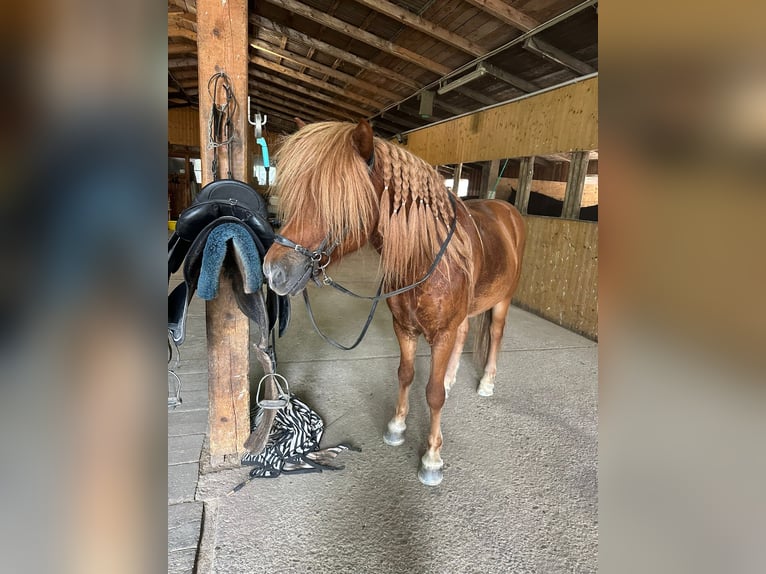 IJslander Ruin 10 Jaar 145 cm Vos in Gerasdorf am Steinfeld