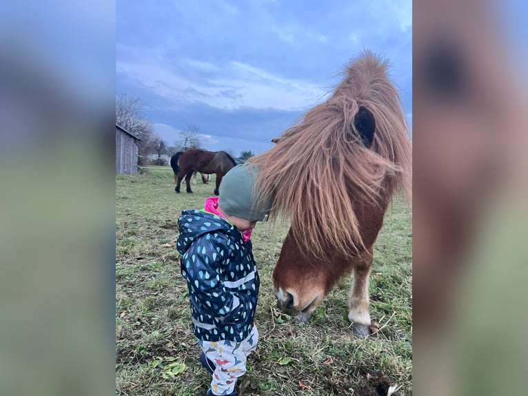 IJslander Ruin 10 Jaar 145 cm Vos in Gerasdorf am Steinfeld
