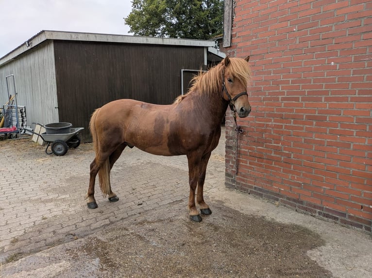 IJslander Ruin 10 Jaar 148 cm Vos in Bevern