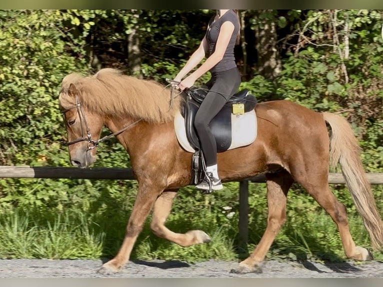 IJslander Ruin 10 Jaar 150 cm Vos in Königswinter