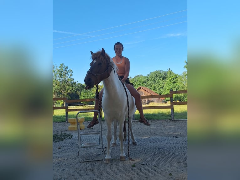 IJslander Ruin 10 Jaar Gevlekt-paard in P&#xE4;hl