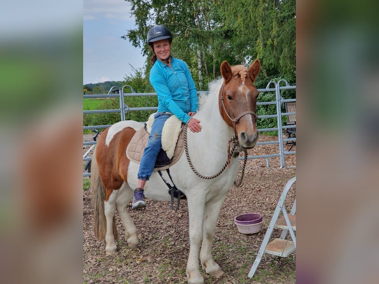 IJslander Ruin 10 Jaar Gevlekt-paard in P&#xE4;hl