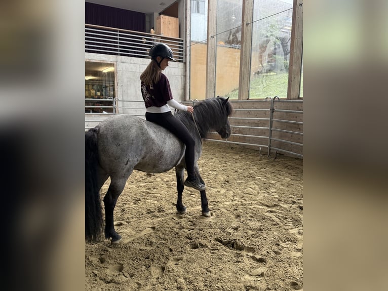 IJslander Ruin 11 Jaar 135 cm Roan-Blue in Sonntag