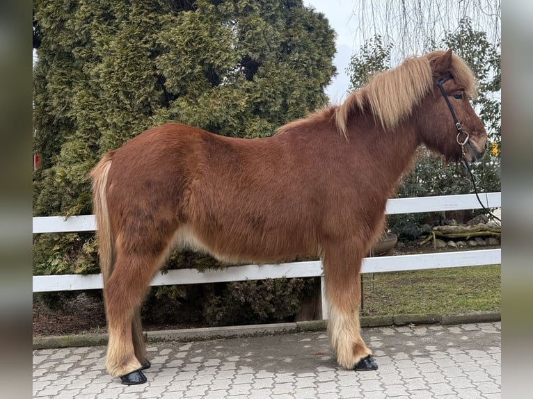 IJslander Ruin 11 Jaar 139 cm Vos in Lochen am See